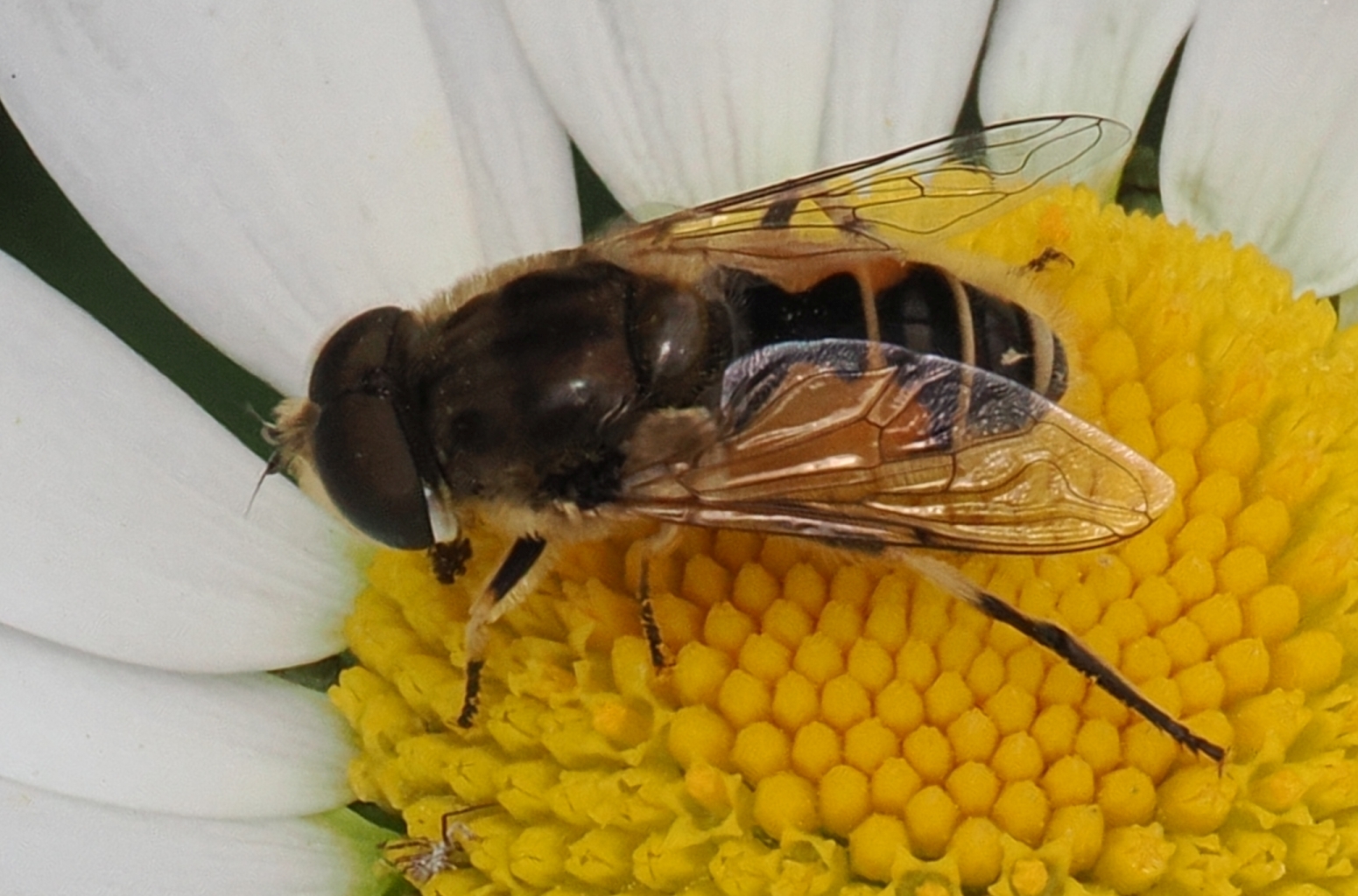Eristalis-arbustorum